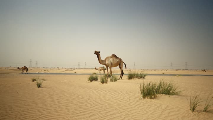 Camels in a nature reserve in the Emirate of Dubai. The use of camels for transportation and travel. The soft golden sands of the desert. The care and breeding of camels in the wild areas of the United Arab Emirates. The love of purebred Arabian camels is passed down through generations.