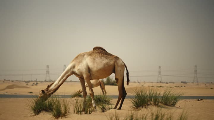 Camels in a nature reserve in the Emirate of Dubai. The use of camels for transportation and travel. The soft golden sands of the desert. The care and breeding of camels in the wild areas of the United Arab Emirates. The love of purebred Arabian camels is passed down through generations.