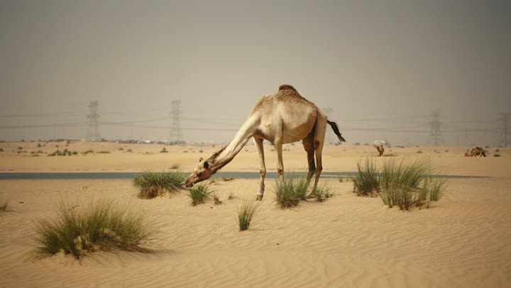 Camels in a nature reserve in the Emirate of Dubai. The use of camels for transportation and travel. The soft golden sands of the desert. The care and breeding of camels in the wild areas of the United Arab Emirates. The love of purebred Arabian camels is passed down through generations.