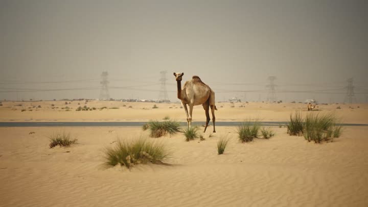 Camels in a nature reserve in the Emirate of Dubai. The use of camels for transportation and travel. The soft golden sands of the desert. The care and breeding of camels in the wild areas of the United Arab Emirates. The love of purebred Arabian camels is passed down through generations.