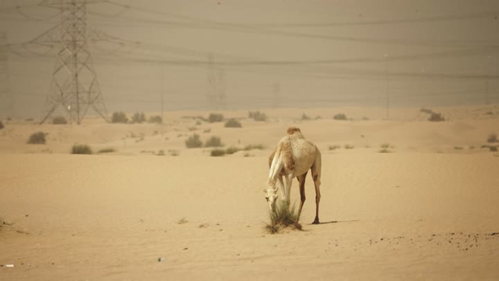 حيوان الجمل في إحدى المحميات الطبيعية في إمارة دبي، استخدام الإبل في التنقل والترحال، الرمال الذهبية الناعمة في الصحراء، رعاية وتربيه الجمال في المناطق البرية في الإمارات العربية المتحدة، توارث حب النوق العربية الاصيلة بين الاجيال