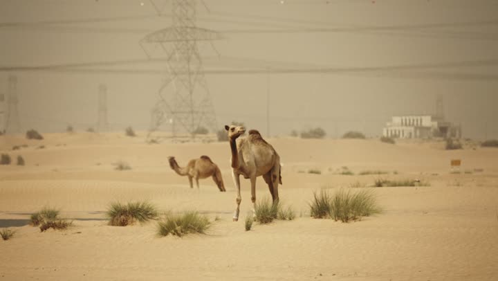 توارث حب النوق العربية الاصيلة بين الاجيال، حيوان الجمل في إحدى المحميات الطبيعية في إمارة دبي، استخدام الإبل في التنقل والترحال، الرمال الذهبية الناعمة في الصحراء، رعاية وتربيه الجمال في المناطق البرية في الإمارات العربية المتحدة