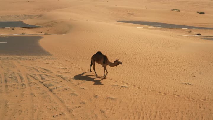 توارث حب النوق العربية الاصيلة بين الاجيال، حيوان الجمل في إحدى المحميات الطبيعية في إمارة دبي، استخدام الإبل في التنقل والترحال، الرمال الذهبية الناعمة في الصحراء، رعاية وتربيه الجمال في المناطق البرية في الإمارات العربية المتحدة