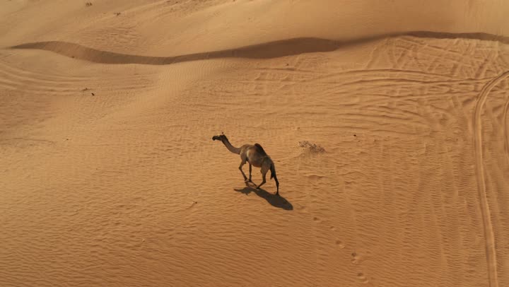 The love of purebred Arabian camels is passed down through generations. Camels in a nature reserve in the Emirate of Dubai. The use of camels for transportation and travel. The soft golden sands of the desert. The care and breeding of camels in the wilderness areas of the United Arab Emirates.