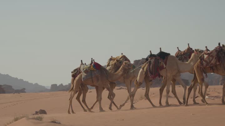 حب الجمال و حياة البادية هو تراث الأجداد ، تصوير جانبي للابل وهي تسير في صحراء المملكة الأردنية الهاشمية، رعاية الثدييات والمواشي في المناطق الصحراوية، التنقل والترحال على الجمال في الصحراء, قافلة الجمال في الصحراء، خلفية الطبيعة