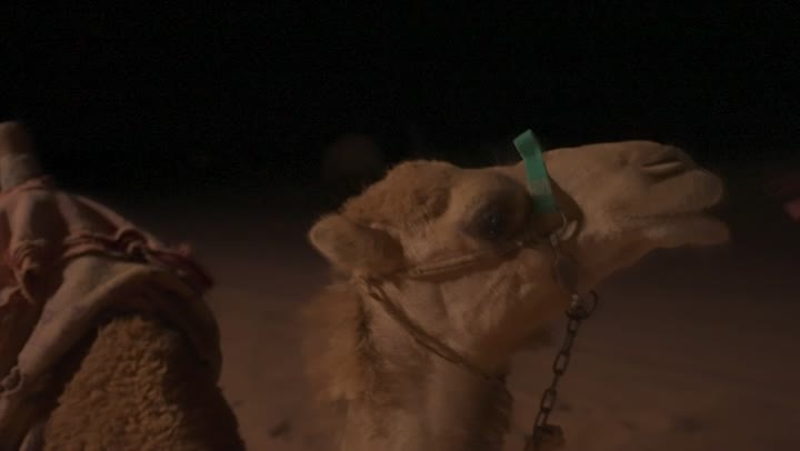 رعاية الثدييات والمواشي في المناطق الصحراوية، تراث الأجداد في حب الجمال و حياة البادية   ، تصوير جانبي في وقت ليل للابل في صحراء المملكة الأردنية الهاشمية،  التنقل والترحال على الجمال في الصحراء، خلفية الطبيعة