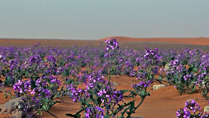 Field of purple lavender flowers, agricultural fields in the Kingdom of Saudi Arabia, growth of green plants in spring, nature in Saudi Arabia.
