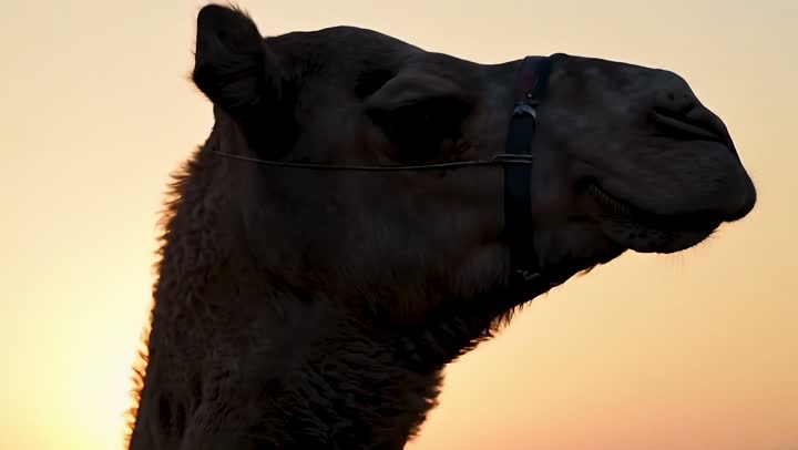 جمل عربي أصيل يسير وسط الصحراء في النهار، تربية الجمال والابل في المحميات الطبيعية في المملكة العربية السعودية ، التلال و الكثبان الرملية، الرمال الذهبية الناعمة، الاهتمام ورعاية المواشي والثدييات في الصحاري