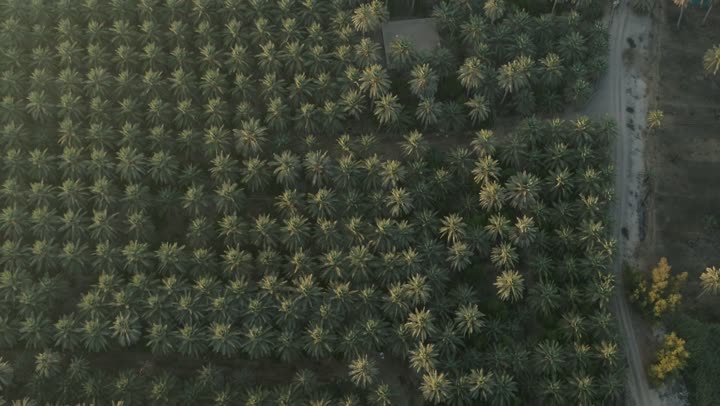 Palm tree farms in Al-Ahsa Governorate in the Eastern Province of the Kingdom of Saudi Arabia, date harvest season, local trees and agricultural crops, aerial drone photography of lands and nature reserves for palm cultivation