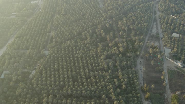 مزارع أشجار النخيل في محافظة الأحساء في المنطقة الشرقية في المملكة العربية السعودية،  موسم حصاد التمور ، أشجار ومحاصيل زراعية محلية ، تصوير درون جوي للأراضي و المحميات الطبيعية لزراعة النخيل