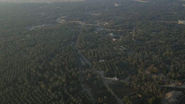 Palm tree farms in Al-Ahsa Governorate in the Eastern Province of the Kingdom of Saudi Arabia, date harvest season, local trees and agricultural crops, aerial drone photography of lands and nature reserves for palm cultivation