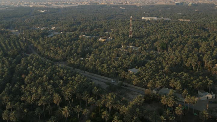 مزارع أشجار النخيل في محافظة الأحساء في المنطقة الشرقية في المملكة العربية السعودية،  موسم حصاد التمور ، أشجار ومحاصيل زراعية محلية ، تصوير درون جوي للأراضي و المحميات الطبيعية لزراعة النخيل
