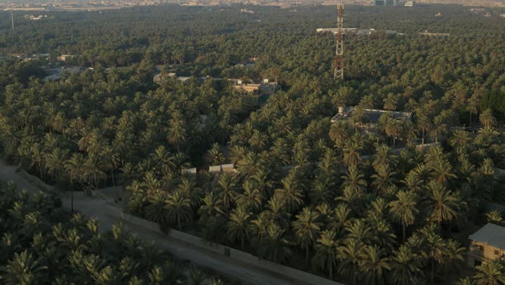 Palm tree farms in Al-Ahsa Governorate in the Eastern Province of the Kingdom of Saudi Arabia, date harvest season, local trees and agricultural crops, aerial drone photography of lands and nature reserves for palm cultivation