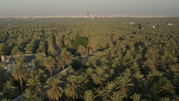 مزارع أشجار النخيل في محافظة الأحساء في المنطقة الشرقية في المملكة العربية السعودية،  موسم حصاد التمور ، أشجار ومحاصيل زراعية محلية ، تصوير درون جوي للأراضي و المحميات الطبيعية لزراعة النخيل