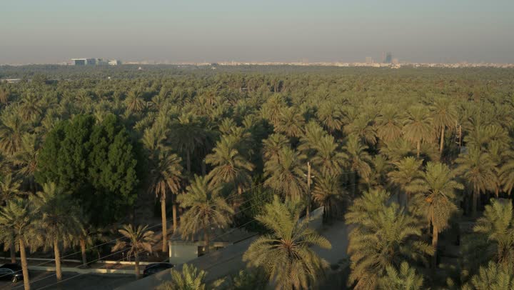 Palm tree farms in Al-Ahsa Governorate in the Eastern Province of the Kingdom of Saudi Arabia, date harvest season, local trees and agricultural crops, aerial drone photography of lands and nature reserves for palm cultivation