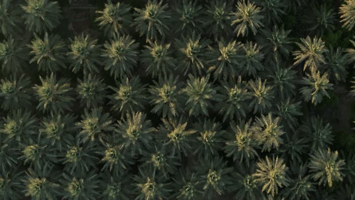 مزارع أشجار النخيل في محافظة الأحساء في المنطقة الشرقية في المملكة العربية السعودية،  موسم حصاد التمور ، أشجار ومحاصيل زراعية محلية ، تصوير درون جوي للأراضي و المحميات الطبيعية لزراعة النخيل