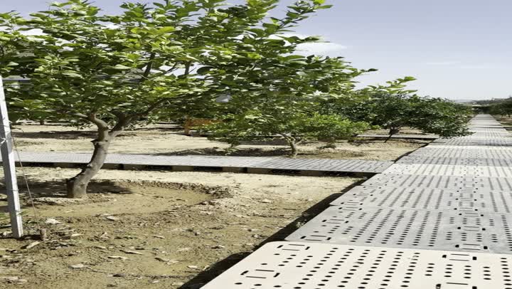 مزارع الليمون و الرمان في الباحة، مكان ومنطقة سياحية طبيعية، الأشجار والنباتات ومساحات الطبيعة الخضراء، المزارع والاماكن الزراعية في المملكة العربية السعودية