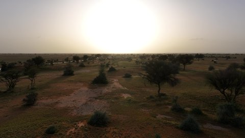 Soft golden sand in the desert, trees, plants and dry wild herbs in a nature reserve at sunset, desert nature and sand dunes in the Kingdom of Saudi Arabia, nature background