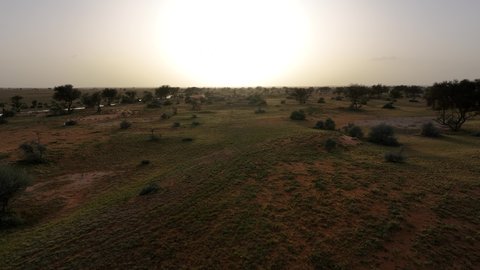 Soft golden sand in the desert, trees, plants and dry wild herbs in a nature reserve at sunset, desert nature and sand dunes in the Kingdom of Saudi Arabia, nature background