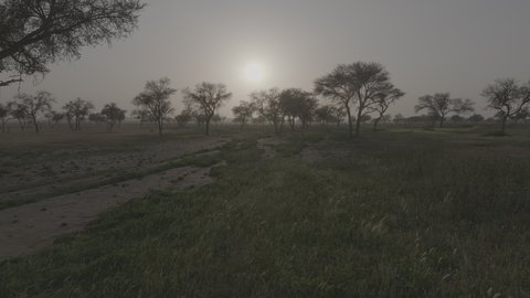 Trees, plants and dry wild herbs in a nature reserve at sunset, desert nature and sand dunes in the Kingdom of Saudi Arabia, soft golden sand in the desert, nature background