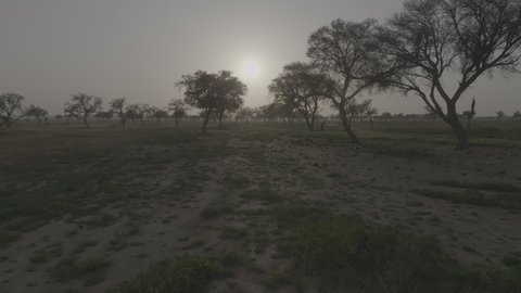 الاشجار و النباتات و الاعشاب البرية الجافة في إحدى المحميات الطبيعيه وقت غروب الشمس، الطبيعه الصحراوية والكثبان الرمليه في المملكة العربية السعودية، الرمال الذهبية الناعمة في الصحراء، خلفية الطبيعه