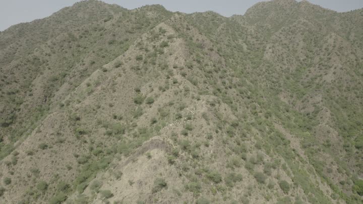 البيئة والطبيعة الصحراوية،تصوير درون جوي لقطيع من الخرفان في الصحراء في وضح النهار،المناظر الطبيعة في المملكة العربية السعودية