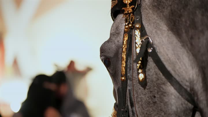 ممارسة هواية ركوب الخيل، نادي سباقات الفروسيه، أندية تدريب رياضة الفروسية في المملكة العربية السعودية، مجموعة من المتسابقين في مضمار سباق الاحصنة، مزارع تدريب وترويض الجياد