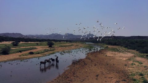 موسم هجرة الطيور، المعالم الطبيعية السياحية في المملكة العربية السعودية، اماكن جذب واستقطاب السياح من انحاء العالم، تصوير درون لوادي حلي غرب المملكة، الطيور المهاجرة فوق البحيرة