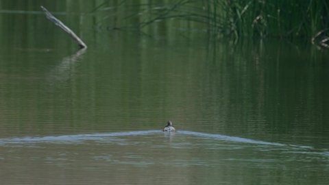 Migratory birds in Saudi Arabia, a group of seagulls standing on the edge of a pond, natural reserves for wild birds, bird migration season