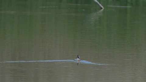 Migratory birds in Saudi Arabia, a group of seagulls standing on the edge of a pond, natural reserves for wild birds, bird migration season