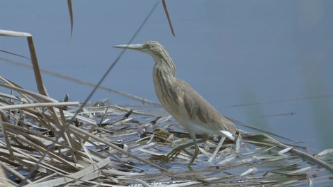 Migratory birds in Saudi Arabia, a group of seagulls standing on the edge of a pond, natural reserves for wild birds, bird migration season