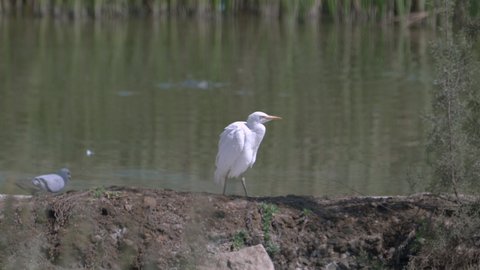 الطيور المهاجرة في المملكة العربية السعودية,  مجموعة من طيور النورس تقف على طرف بركة مياه, المحميات الطبيعية للطائر البري، موسم هجرة الطيور