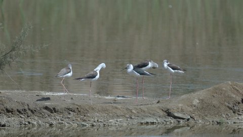 Migratory birds in Saudi Arabia, a group of seagulls standing on the edge of a pond, natural reserves for wild birds, bird migration season