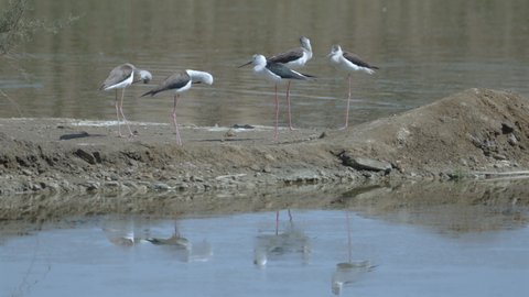 الطيور المهاجرة في المملكة العربية السعودية,  مجموعة من طيور النورس تقف على طرف بركة مياه, المحميات الطبيعية للطائر البري، موسم هجرة الطيور