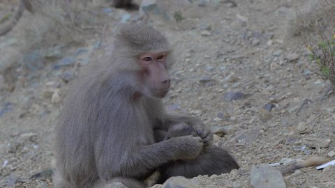 الطبيعة الصخرية في المملكة العربية السعودية, قرد بابون فوق القمم والمرتفعات الجبلية في مدينة جازان في النهار، محميات طبيعية لرعاية الثدييات، الاهتمام بتربية الحيوانات البرية