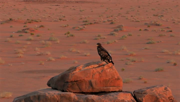 Close-up photography of the eagle, wildlife, hunting trips, breeding and training of raptors.