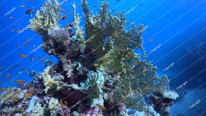 الحياة البحرية في المحيط. شعاب مرجانية نابضة بالحياة وصحية في المحيط.