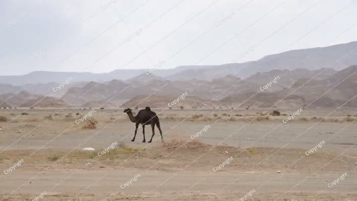 Brown camel walking near small grass patches in arid desert, small hills in..