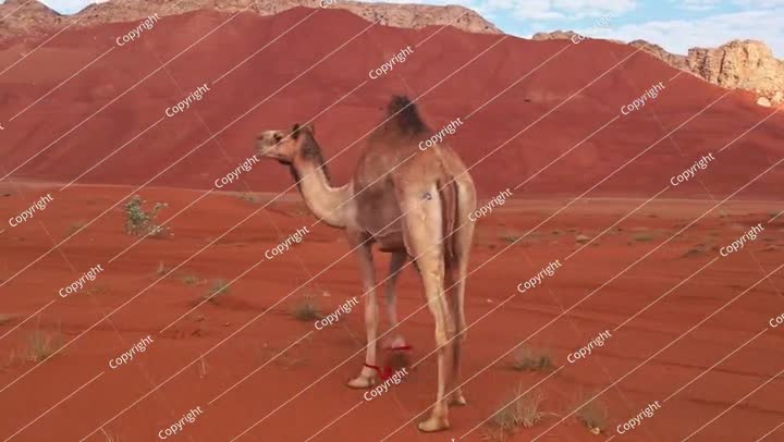 طائرة بدون طيار فوق كثبان رملية في الصحراء ترعى فيها الإبل. صيف مشمس