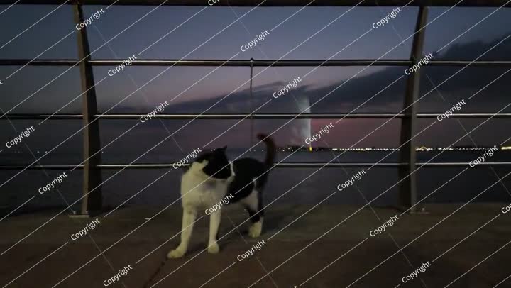 cat walking on Jeddah Waterfront Corniche at sunset with King Fahd's Fountain