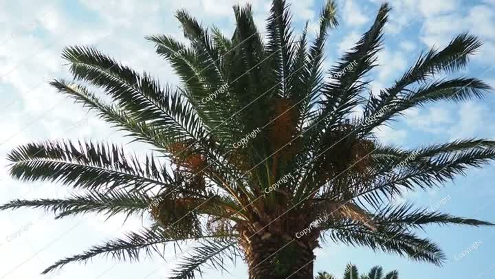 Ripening dates fruit on a palm tree branches, Phoenix dactylifera.
