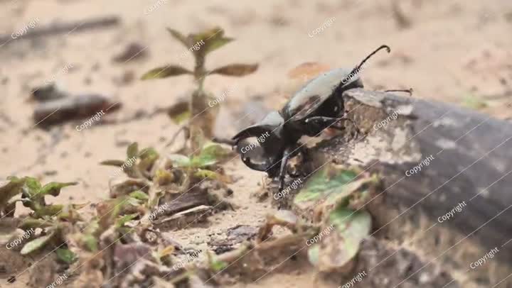 Rhinoceros Beetle Walking on Sandy Ground After Morning Rain