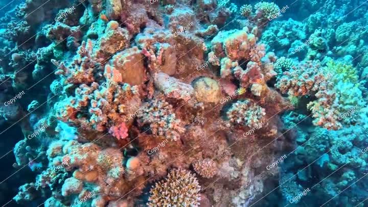 المحيط والشعاب المرجانية العميقة والمحيط الاستوائي والشعاب المرجانية القريبة من الكاميرا