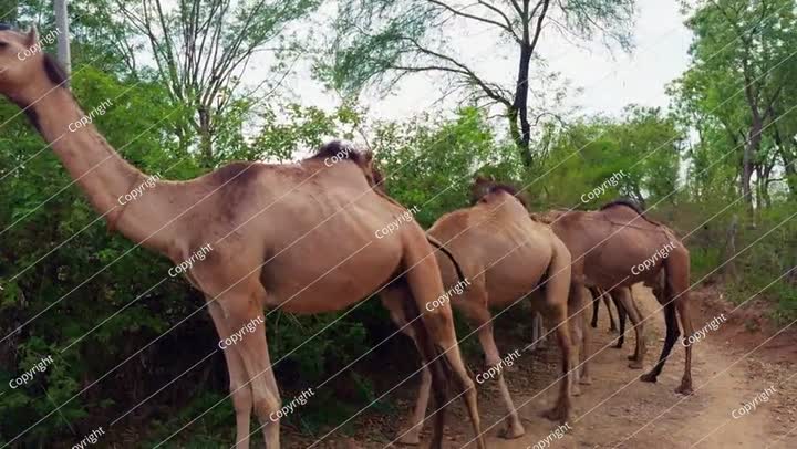 Mammal standing on village path