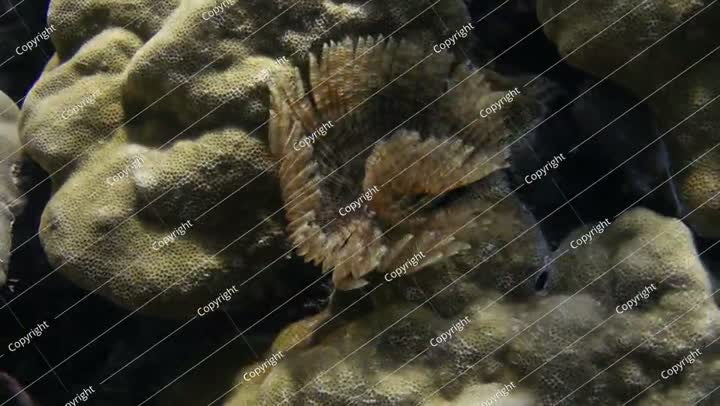 فيديو تحت الماء لدودة منفضة الريش على الشعاب المرجانية