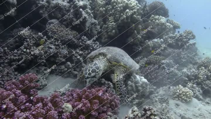 سلحفاة منقار الصقر تتغذى على الشعاب المرجانية