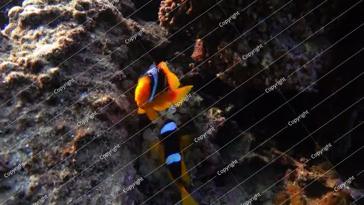 سمكة شقائق النعمان البحرية الحمراء (Amphiprion bicinctus) وشقائق النعمان ذات الأطراف الفقاعية