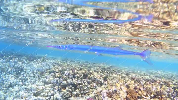 سمكة الإبرة تسبح بالقرب من الشعاب المرجانية الملونة في البحر الاستوائي