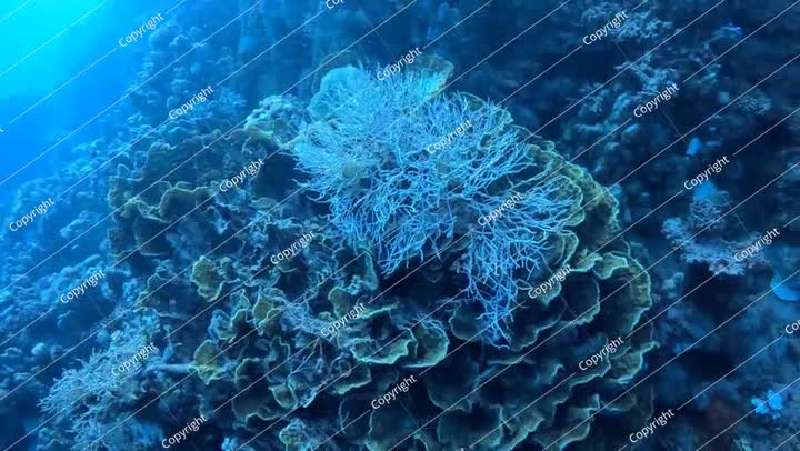 Detail of white yellow coral on the deep reef. Underwater video