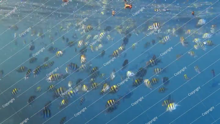 School of sergeant fish eating garbage on sea surface. Video footage